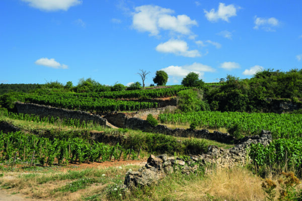 Bourgogne-Wijnpakket